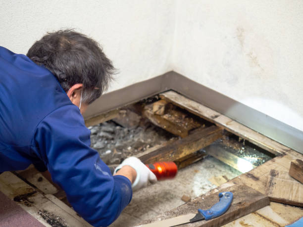 Best Mold Cleaning Services  in Santa Maria, CA