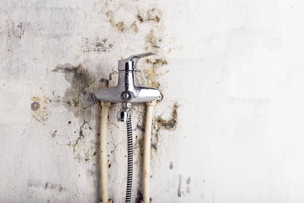 Trusted Santa Maria, CA Mold Removal Experts
