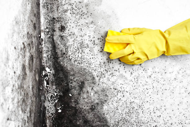 Mold Testing and Removal in Santa Maria, CA