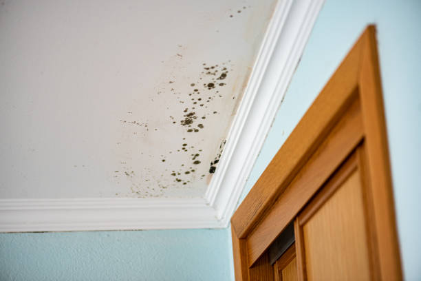 Best Mold Removal Near Me  in Santa Maria, CA