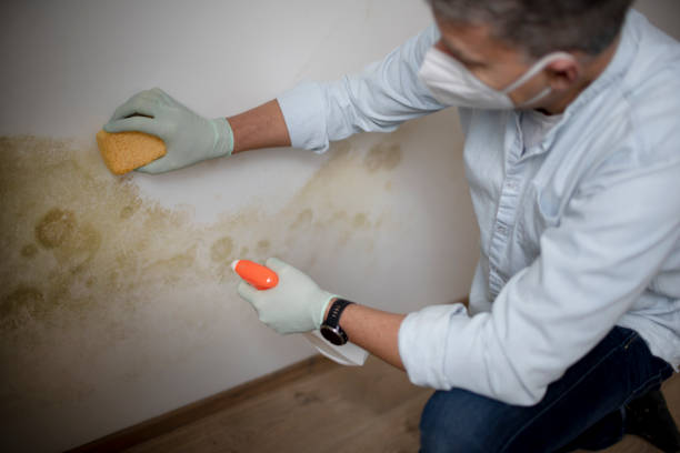 Best Mold Testing  in Santa Maria, CA