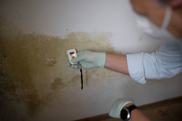 Best Local Mold Removal Service  in Santa Maria, CA