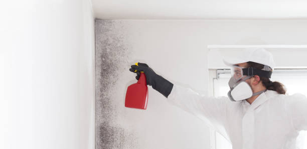 Best Residential Mold Removal  in Santa Maria, CA
