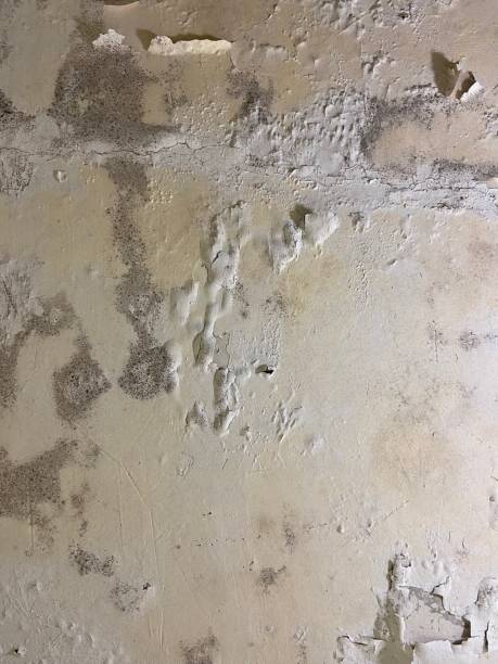 Best Mold Removal Company Near Me  in Santa Maria, CA