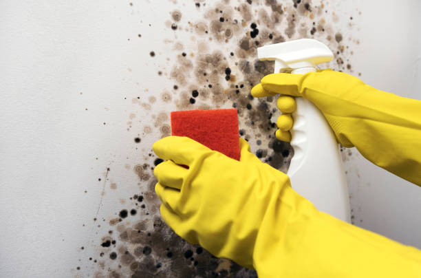 Best Mold Remediation Services  in Santa Maria, CA
