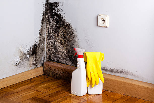 Best Mold Remediation  in Santa Maria, CA