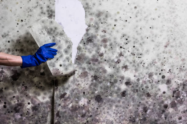 Best Home Mold Removal  in Santa Maria, CA