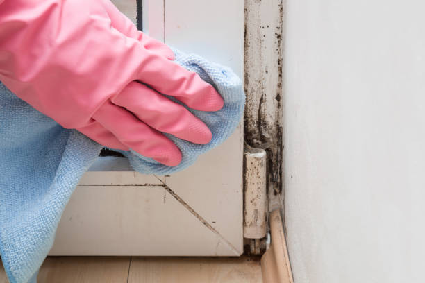 Best Professional Mold Removal  in Santa Maria, CA