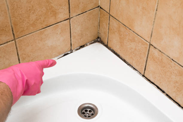 Best Mold Removal and Inspection  in Santa Maria, CA