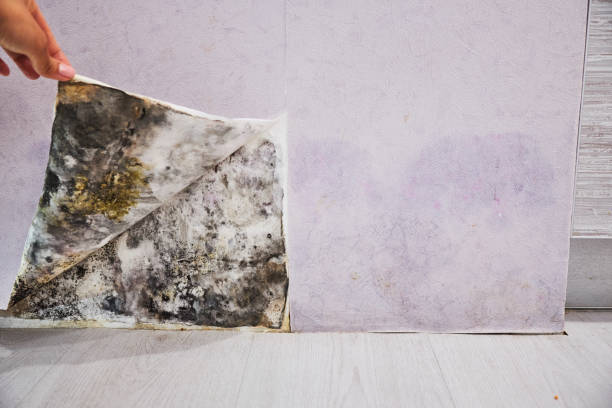 Best Affordable Mold Removal  in Santa Maria, CA